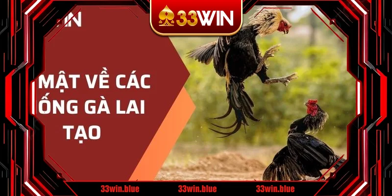 Bí mật về các giống gà lai tạo Bí mật về các giống gà lai tạo