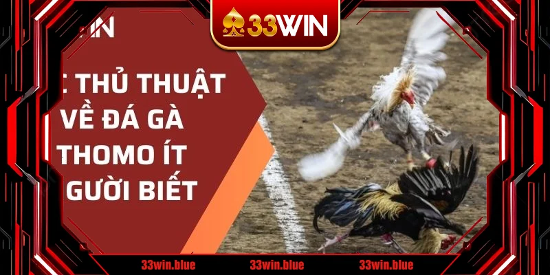 Các thủ thuật về đá gà Thomo ít người biết Các thủ thuật về đá gà Thomo ít người biết