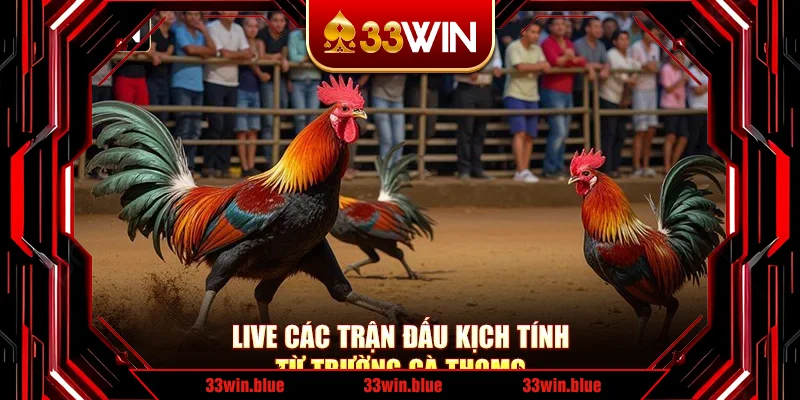 Live các trận đấu kịch tính từ trường gà Thomo Live các trận đấu kịch tính từ trường gà Thomo
