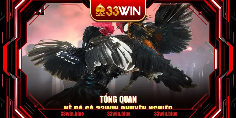 Tổng quan về đá gà 33Win chuyên nghiệp Tổng quan về đá gà 33Win chuyên nghiệp