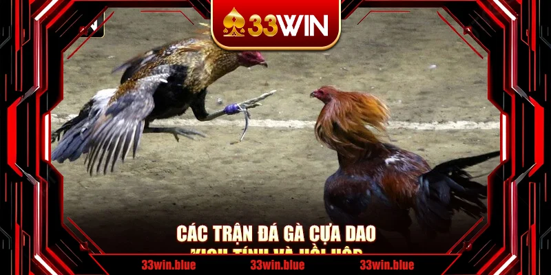 Các trận đá gà cựa dao kịch tính và hồi hộp Các trận đá gà cựa dao kịch tính và hồi hộp