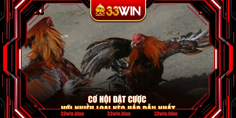 Cơ hội đặt cược với nhiều loại kèo hấp dẫn nhất Cơ hội đặt cược với nhiều loại kèo hấp dẫn nhất
