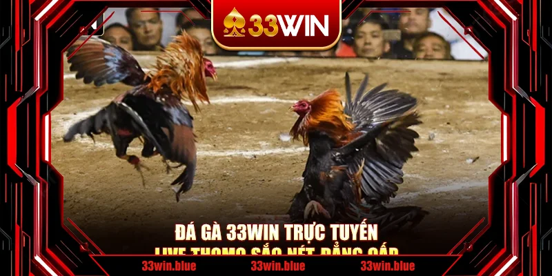 Đá Gà 33Win Trực Tuyến - Live Thomo Sắc Nét, Đẳng Cấp