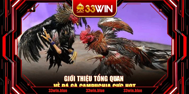Giới thiệu tổng quan về đá gà Campuchia cực hot Giới thiệu tổng quan về đá gà Campuchia cực hot
