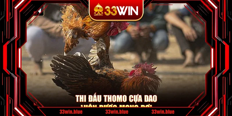 Thi đấu Thomo cựa dao luôn được mong đợi Thi đấu Thomo cựa dao luôn được mong đợi