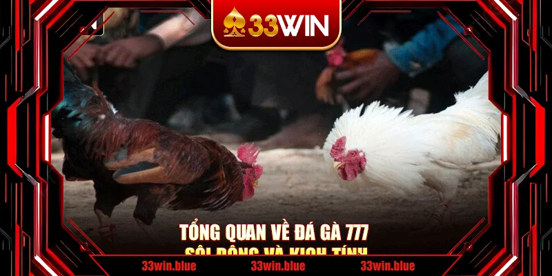 Tổng quan về đá gà 777 sôi động và kịch tính Tổng quan về đá gà 777 sôi động và kịch tính