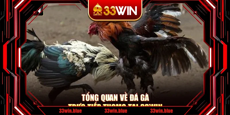 Tổng quan về đá gà trực tiếp Thomo tại 33Win Tổng quan về đá gà trực tiếp Thomo tại 33Win