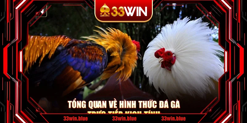 Tổng quan về hình thức đá gà trực tiếp kịch tính Tổng quan về hình thức đá gà trực tiếp kịch tính