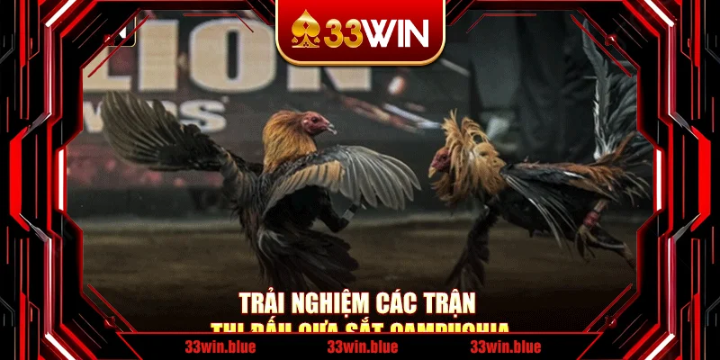 Trải nghiệm các trận thi đấu cựa sắt Campuchia Trải nghiệm các trận thi đấu cựa sắt Campuchia