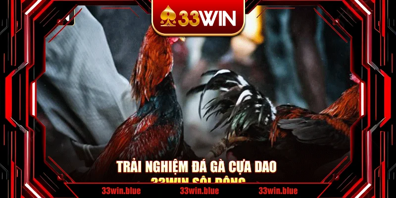 Trải nghiệm đá gà cựa dao 33Win sôi động Trải nghiệm đá gà cựa dao 33Win sôi động