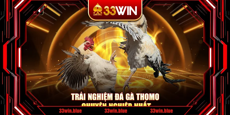 Trải nghiệm đá gà Thomo chuyên nghiệp nhất Trải nghiệm đá gà Thomo chuyên nghiệp nhất