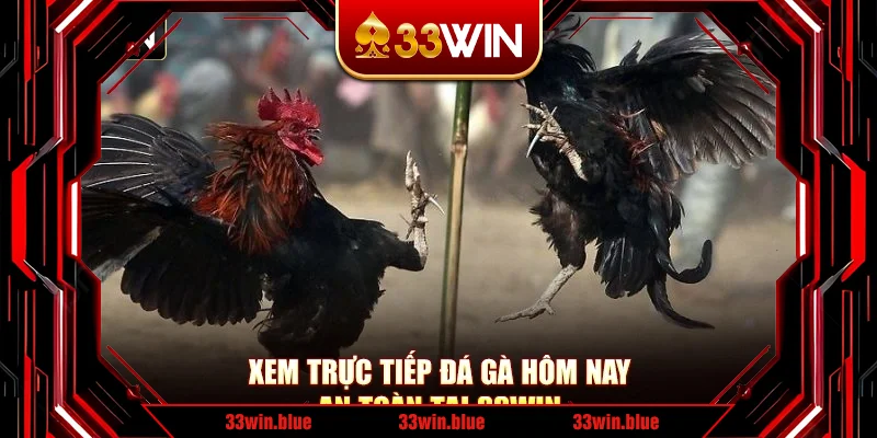 Xem trực tiếp đá gà hôm nay an toàn tại 33Win Xem trực tiếp đá gà hôm nay an toàn tại 33Win