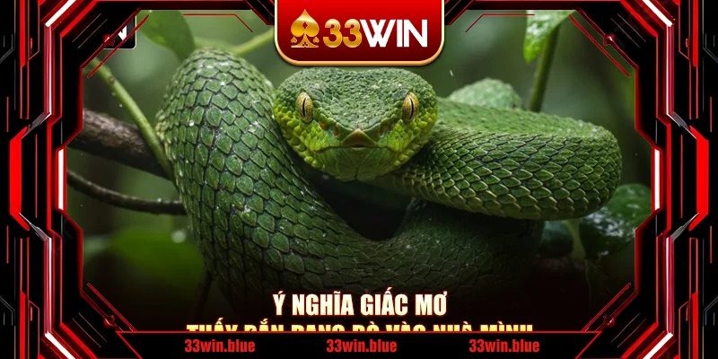 Ý nghĩa giấc mơ thấy rắn đang bò vào nhà mình Ý nghĩa giấc mơ thấy rắn đang bò vào nhà mình
